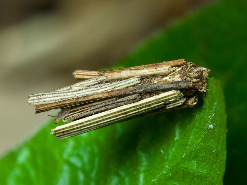 Psychidae